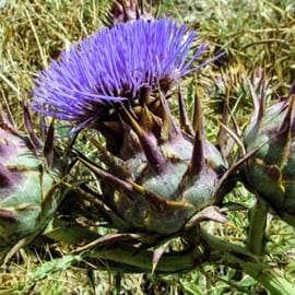 Artyčok Artyčok
