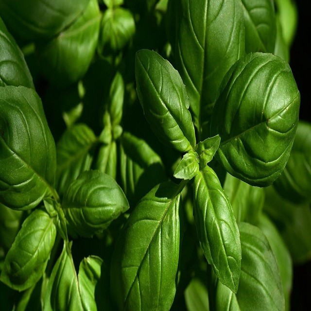 Čerstvé bylinky a koření po celý rok: Jak na to?