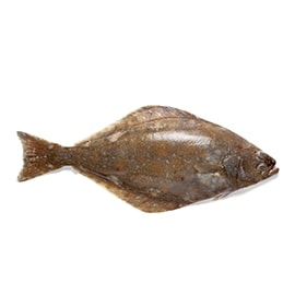 Platýs Platýs