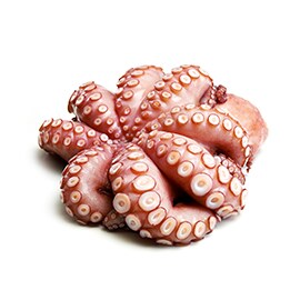 Chobotnice Chobotnice