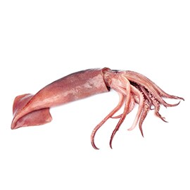 Kalamáry Kalamáry